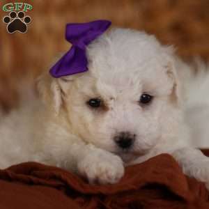 Bridget, Bichon Frise Puppy